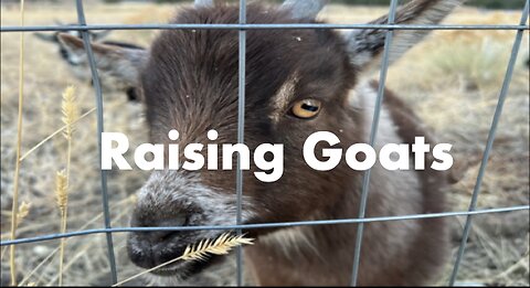 Raising Goats