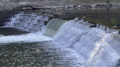 Salmon run Humber River 2022 edition 37