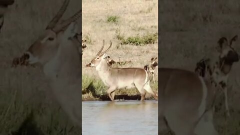 African wild dogs attack buck...#shorts