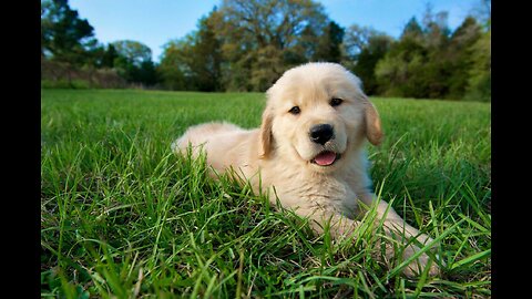 Cute dog is running in his sleep only to realize he is making a fool of himself.