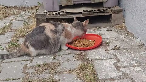 Street Cats in Turkey