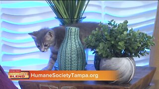 Pet Patrol | Morning Blend