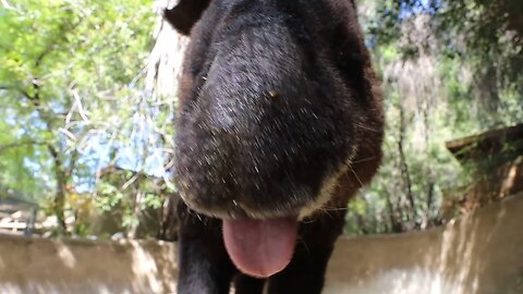 Mountain Tapir Inca Munchies ASMR