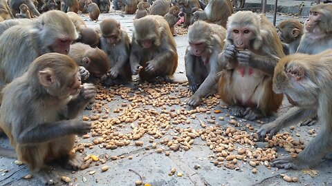 monkey love peanuts || feeding one box peanuts to hungry monkey || feeding monkey