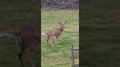 Big Buck Pissing In My Back Yard!