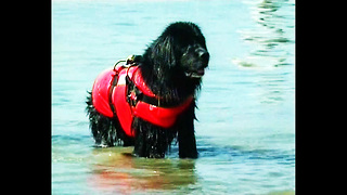 Rescue Dogs Jump From Helicopter