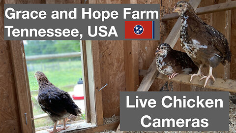 Live Chicken Camera from Grace and Hope Farm in Tennessee | Enjoy the Music and Relax