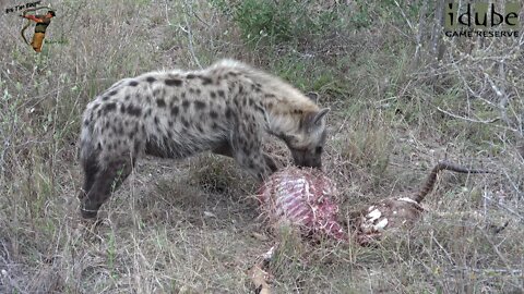 Hyena Feeds On Leftover Impala