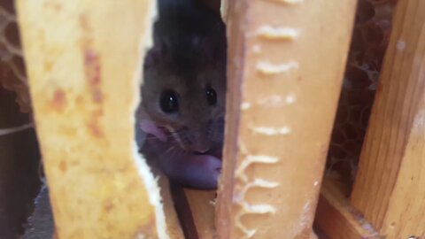 🐁🐭 MOUSE IN THE HOUSE, WELL, BEE HIVE 🐭🐁