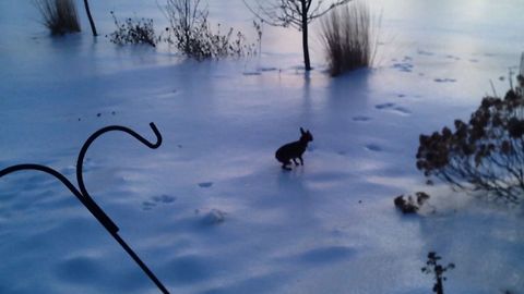 Slip And Slide Chihuahua