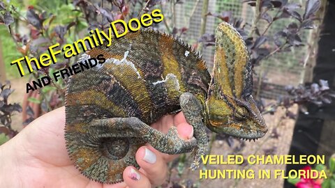 Veiled Chameleon Hunting in Florida with Friends