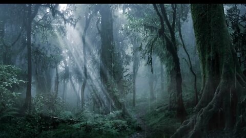 Fall Asleep to the Soothing Sound of Rain