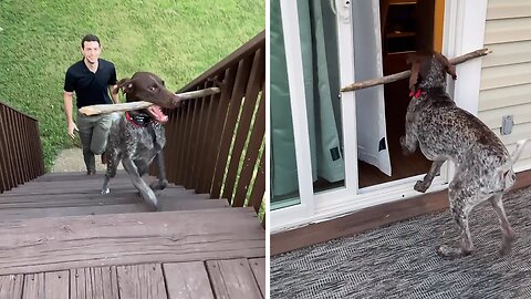 Dog's stick is too big to fit through the door