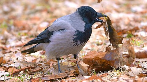 Hooded Crow Foraging in Early Spring