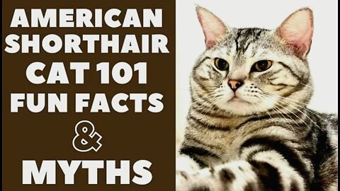 Amerícan Shorthair Cats 101 Fun Facts& Myths