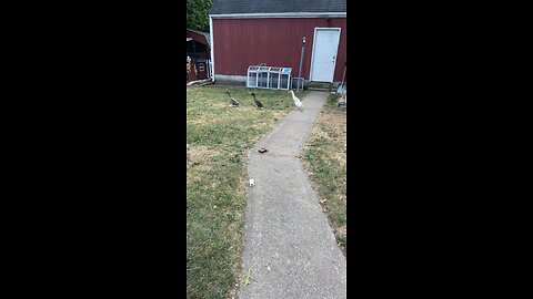 Runner ducks are the best