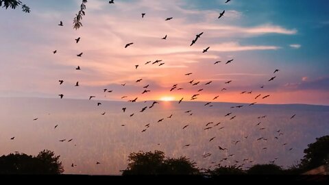 HD Birds Flying Video Background No Text No Sound @OneMinuteVideo