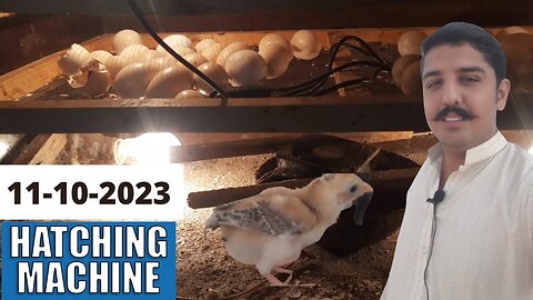 Murghi Ke Bache Nikalne Wali Machine || Hatching Machine || 11-10-2023