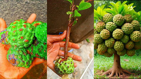 Grow Custard Apple Plant From seed At Home | Growing Custard Apple Tree From Seed