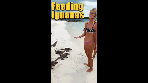 Feeding wild Iguanas in the Bahamas