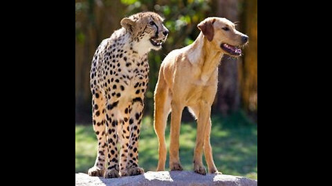 Can These Dogs Beat the World's Fastest Animal? Top 10 Fastest Dog Breeds vs. Cheetah#pakvideovip#