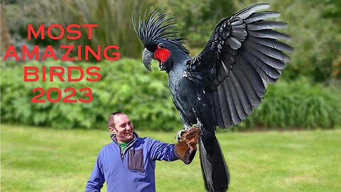 10 Most Expensive Birds in the World