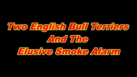 Two British Bull Terriers And The Elusive Smoke Alarm