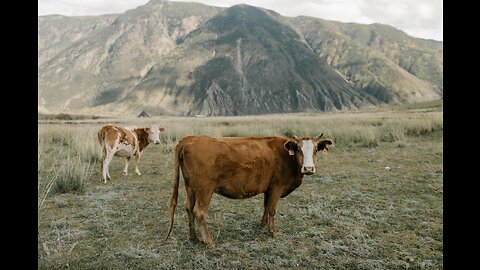 Cows Grazing: Relaxing Video, Escape into the Countryside.