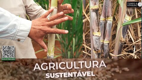 Fertilizante Orgânico da Lottus Biosoluções traz maior produtividade para o canavial