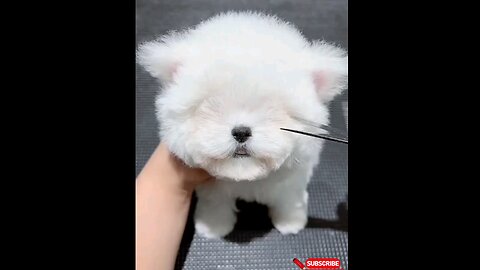 cute*puppy*dog*Hair*cut..😱