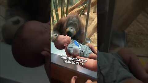 This orangutan wanted to see their baby