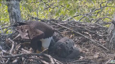 Hays Eagles Dad brings in Gray Squirrel for dinner H13 H14 H15 4.26.21 16:21