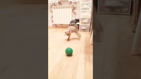 Cat Plying with Ball #reels #cat #shorts #funny