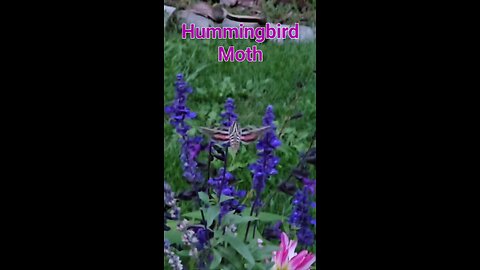 Hummingbird Moth (White Lined Sphinx)