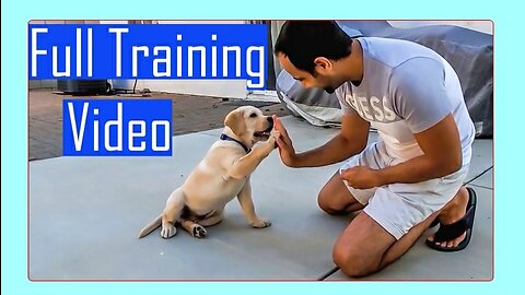 Labrador Puppy Learning and Performing Training Commands | Dog Showing All Training Skills