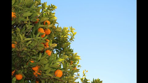 An Egyptian mandarin tree bears many fruits