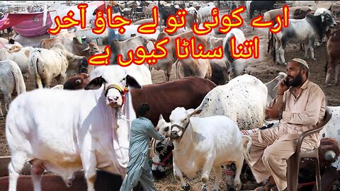 Bakra Eid say pheely pesh any walay masayal |Aray koi to ly jao |Ye Bat hamary sth #bakraeidspecial