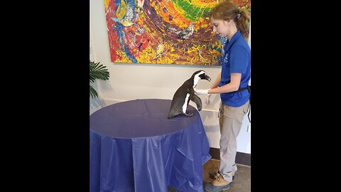 Penguin walking down hallway