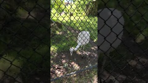 Greater Rhea Birds at the Zoo