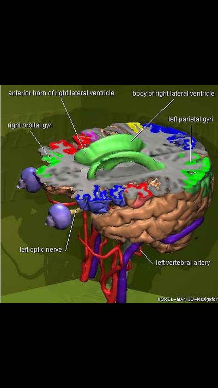 Human Brain | Human Brain Parts | Brain System | Brain Anatomy | Cranial Nerve System