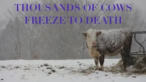 Thousands of Cows Freeze to Death and Drown, From Washington to Australia, GSM Update