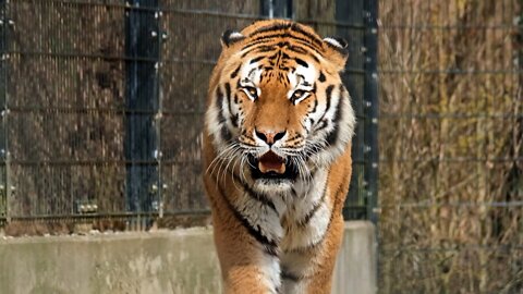 A tiger walking in forest