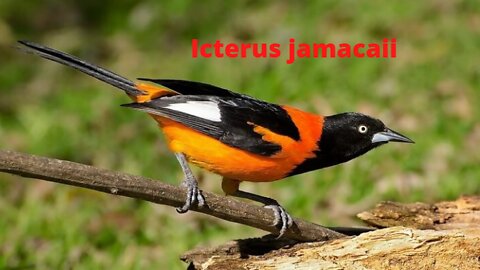 Icterus jamacaii