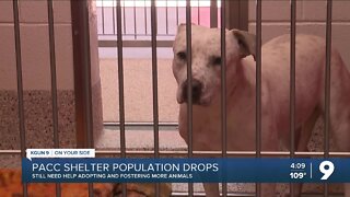 PACC says shelter population drops