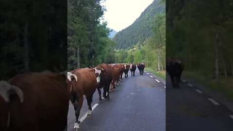 Cow Cattle ... Landscape Rural