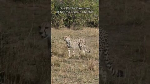 Wildlife Sightings Today 27/08/22 (Lions, Leopard, etc) | Lalashe Maasai Mara | #shorts