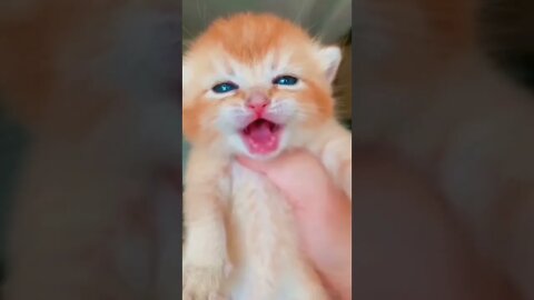 Cat Crying