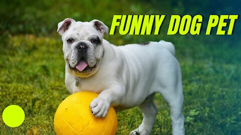 Funny Bulldog