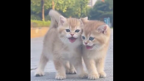 Cute Cats Ever🥰