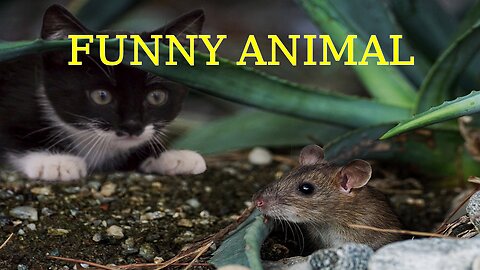 Funniest Animals 2023 😂 Funny Cats and Dogs Videos 😺🐶